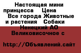 Настоящая мини принцесса  › Цена ­ 25 000 - Все города Животные и растения » Собаки   . Ненецкий АО,Великовисочное с.